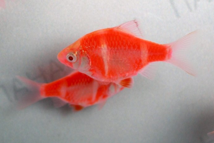 Барбус суматранский "Glofish" флуоресцентный (красный)