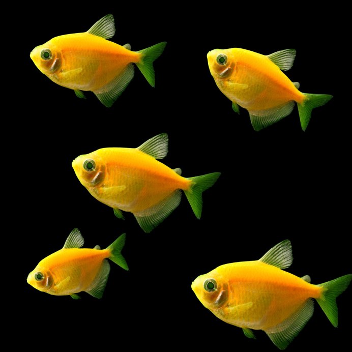 Лабео глофиш