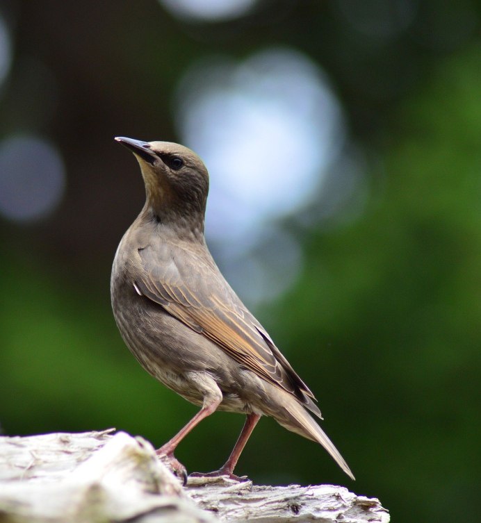 Mourning dove птица