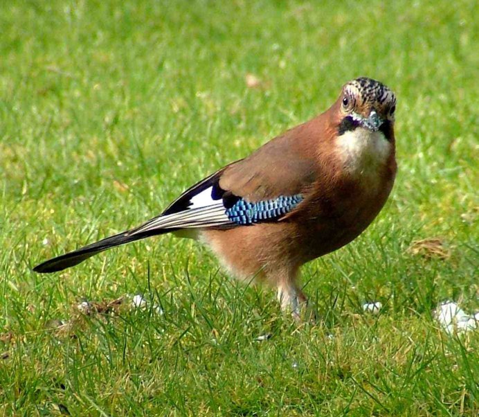 Garrulax canorus