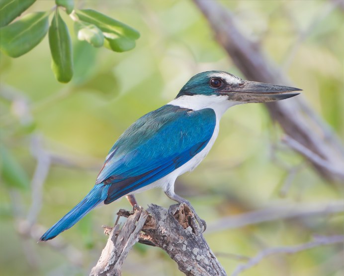 Todiramphus Chloris