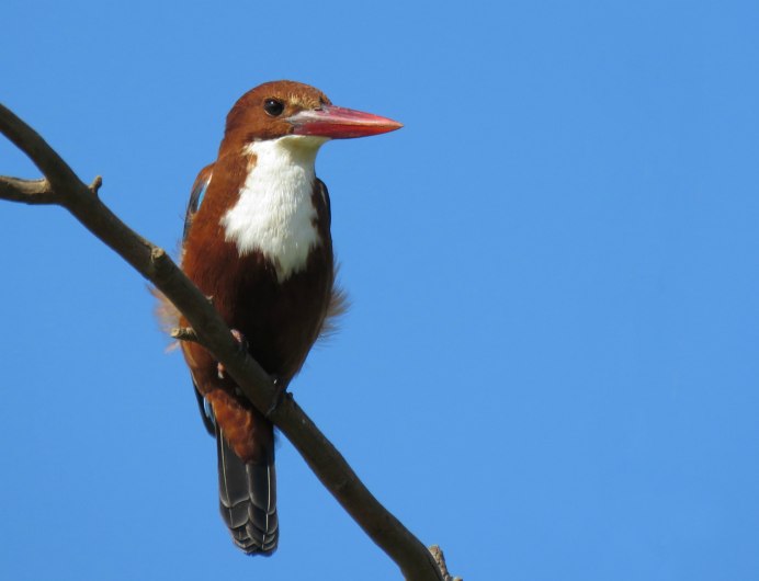 Grey Kingfisher