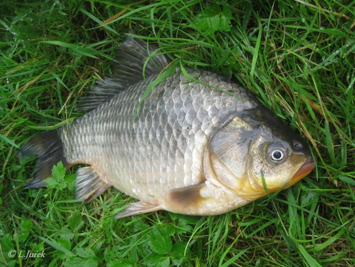 Карась золотой Carassius Carassius