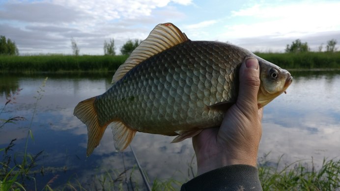 Лещ Карп сазан