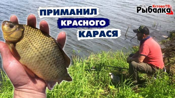 Золотой (обыкновенный) карась Carassius Carassius
