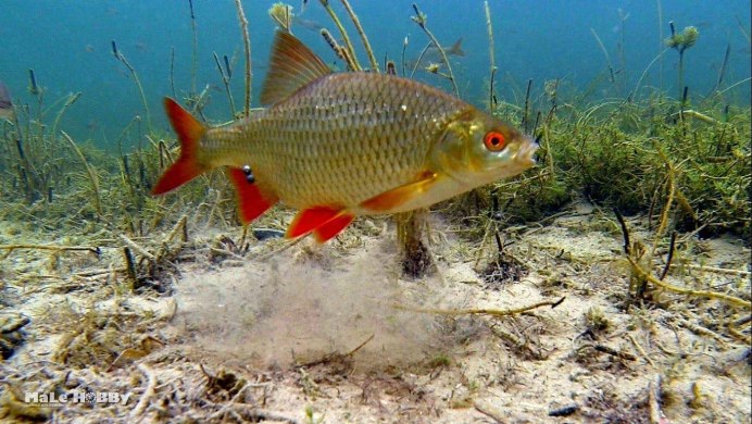 Серебряный карась (Carassius gibelio)