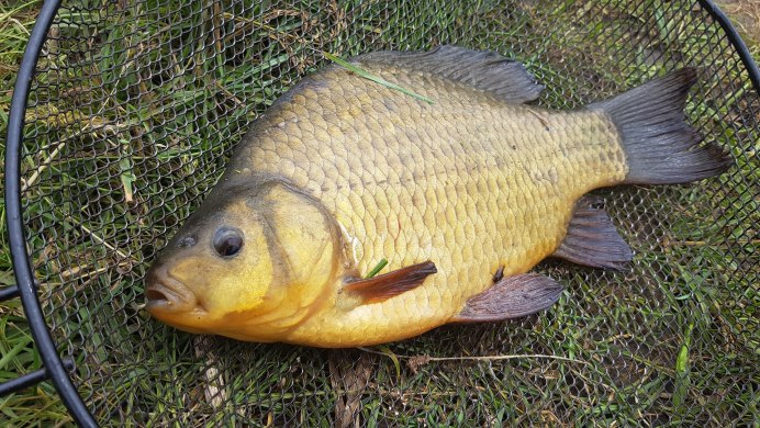 Серебряный карась (Carassius gibelio)