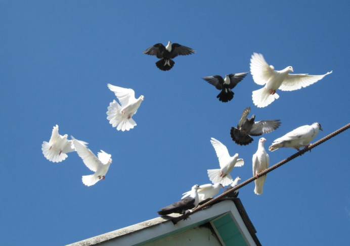 Разлетающиеся голуби