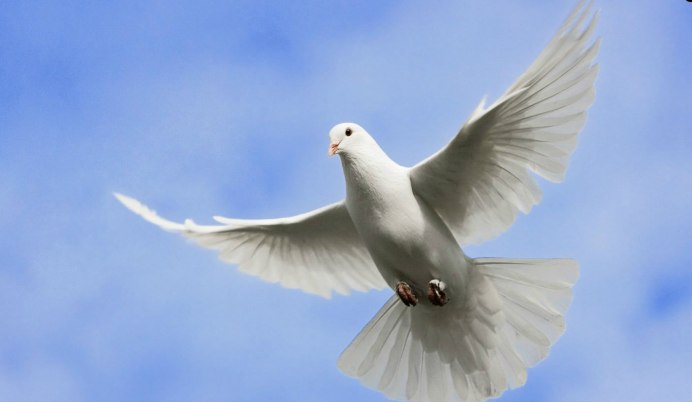 Горлица белая