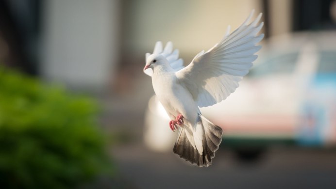 Голубь взлетает