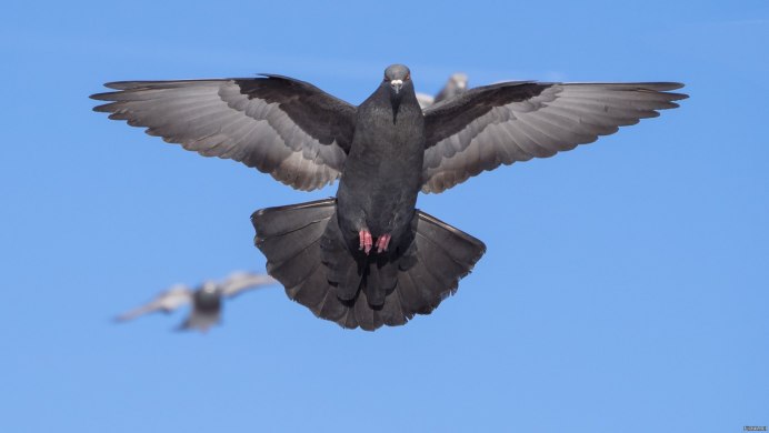 Голубь взлетает