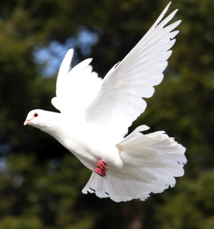 Белый голубь