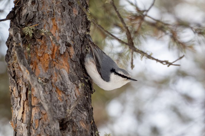 Поползень в полете