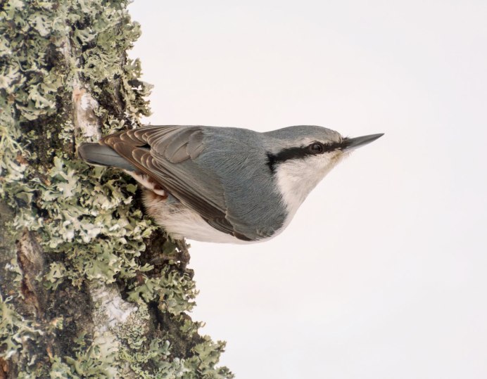 Домик для поползня