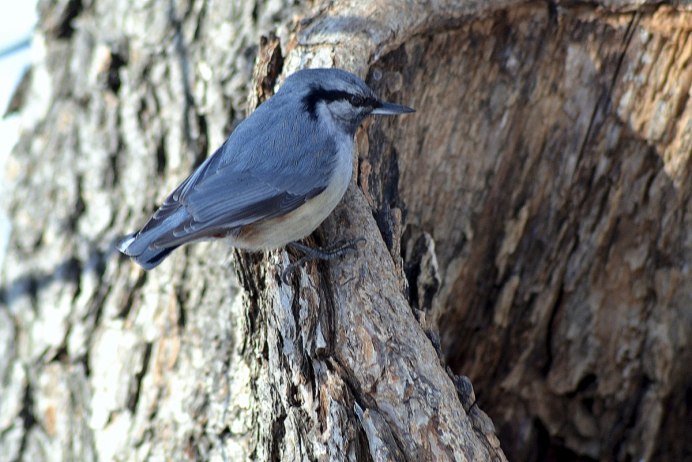 Поползень домашний