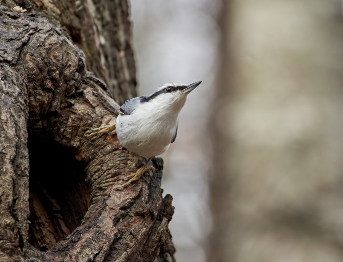 Зимующие птицы поползень