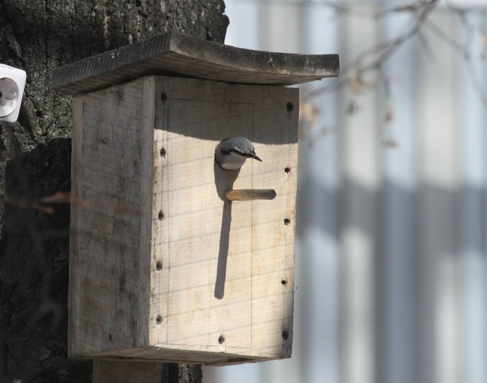 Дуплянка для воробьиного сыча