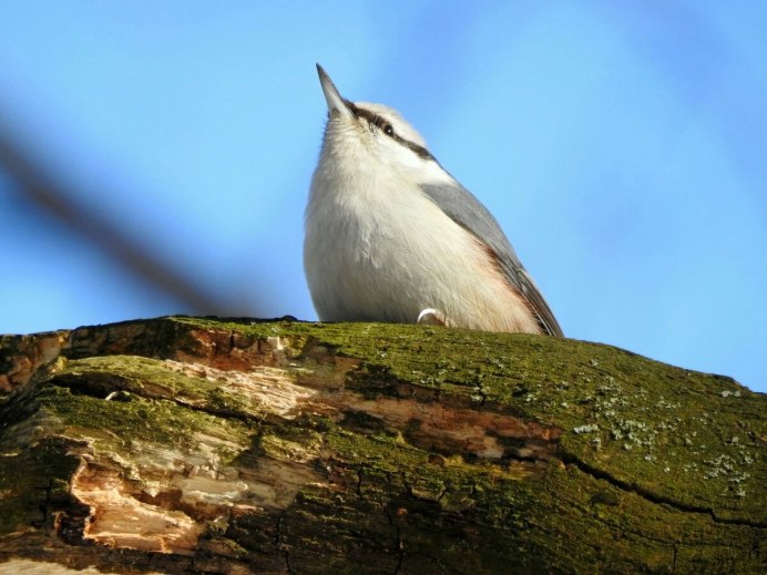Коралловоклювый поползень Мадагаскар