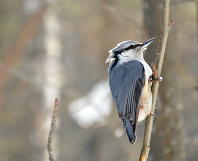 Поползень Дальневосточный