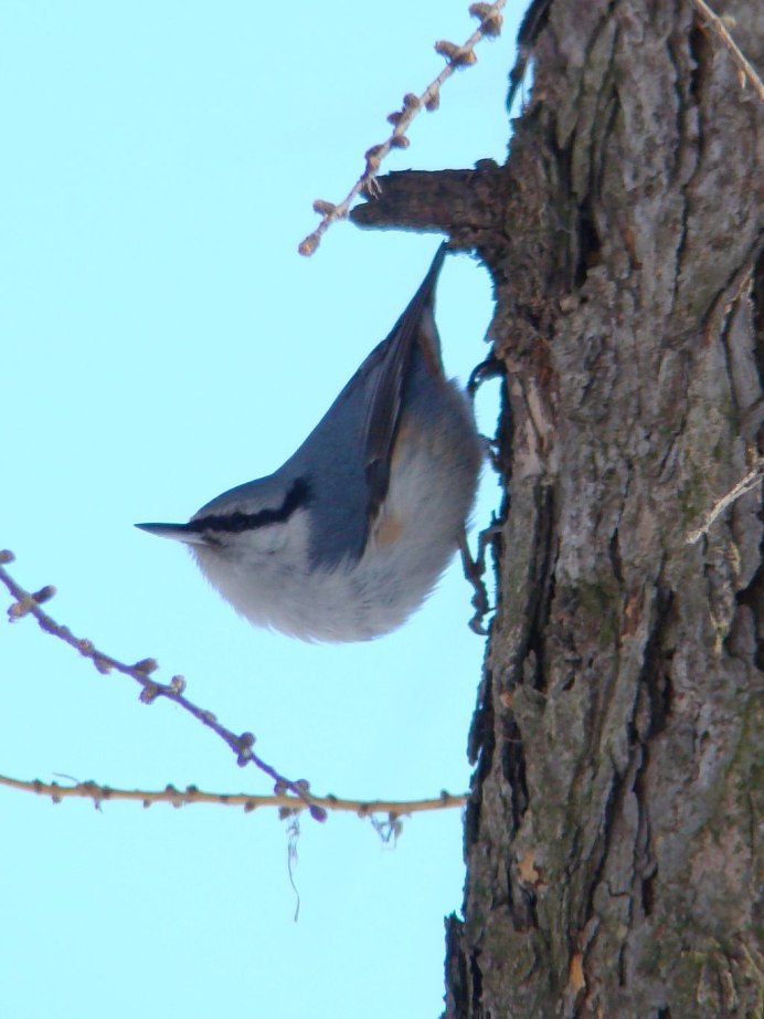Обои на рабочий стол 1920х1080 синица и поползень