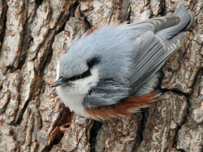 Обыкновенный поползень