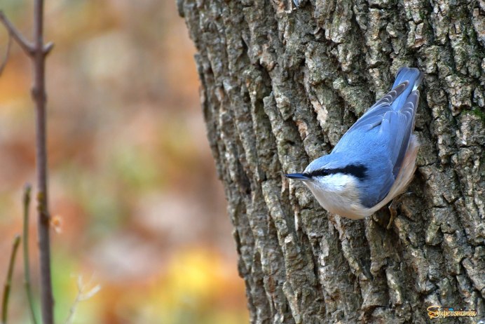 Поползень обыкновенный гнездо