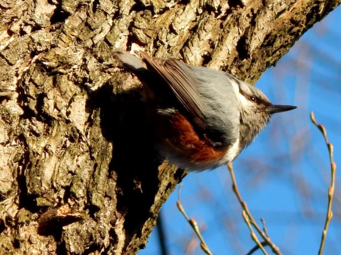 А птицы были не простые у каждой птицы