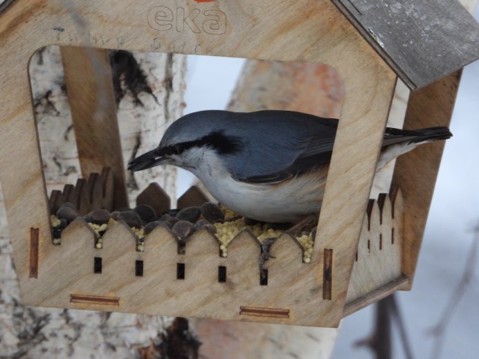 Поползень (Sitta europaea