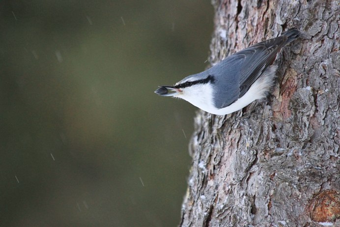 Поползень в Забайкалье