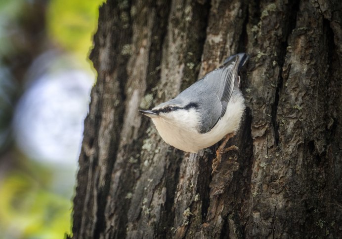 Домик для поползня своими руками