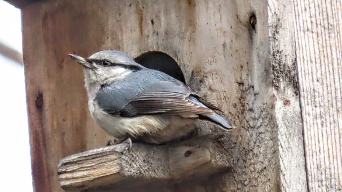 Поползень пара