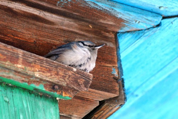Поползень гриб