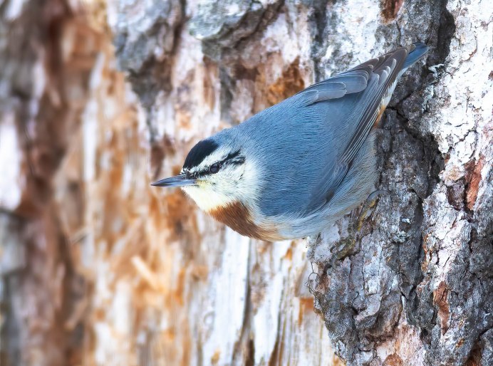 Поползень цветная картинка