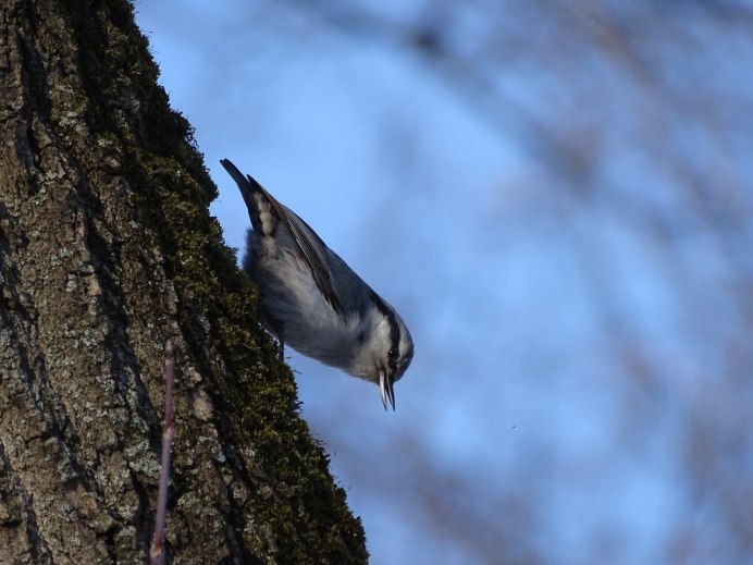 Поползень Приморский край