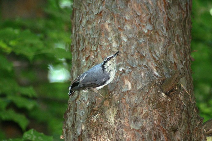 Гнездо поползня