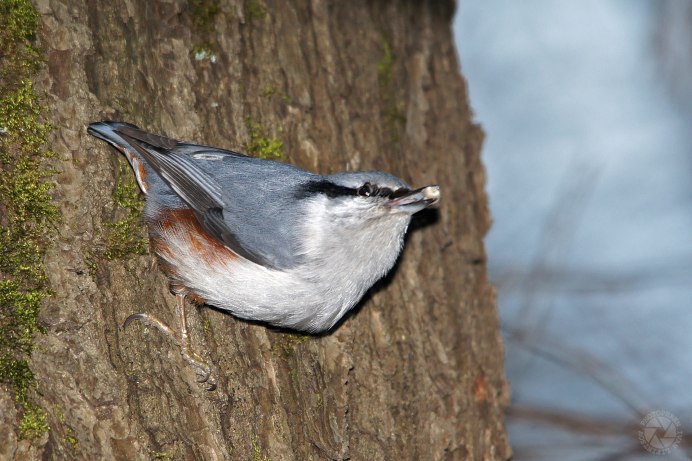 Почему поползней не назвали поползни