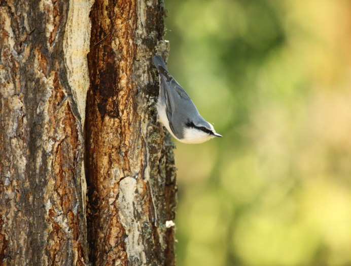 Поползень птица гнездо