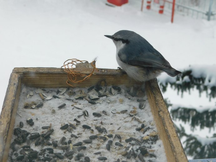 Поползень обыкновенный птенцы