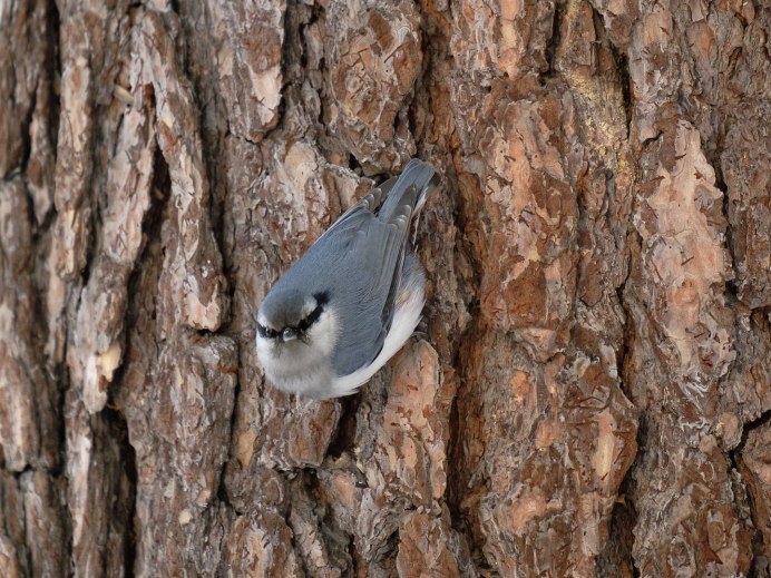 Поползень фото птицы зимой