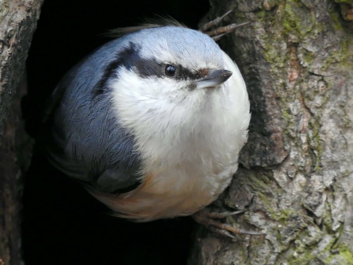 Домик для поползня своими руками
