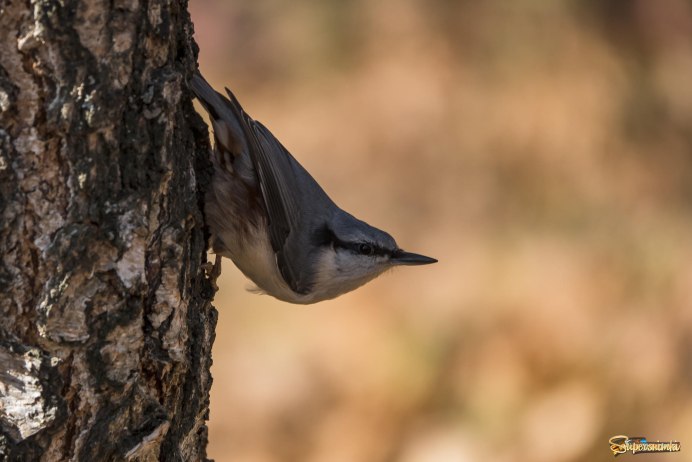 Синица поползень пищуха
