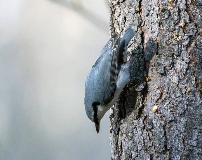 Птичий дом кино