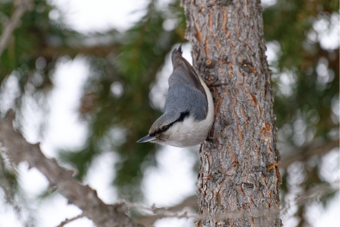 Якутский поползень