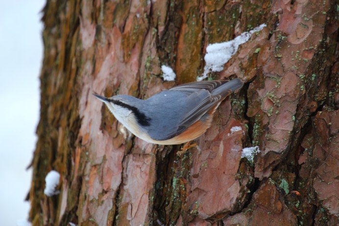 Канадский поползень
