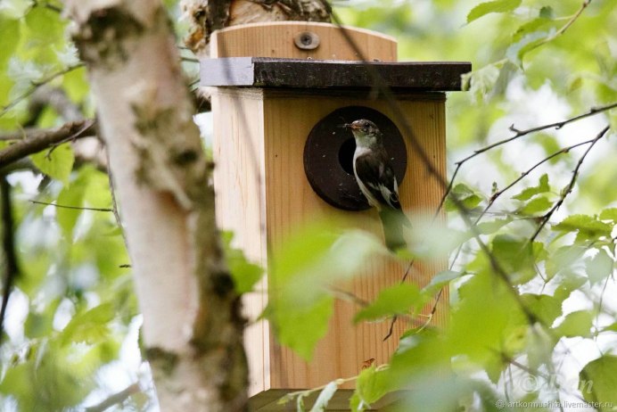 Птенец поползня