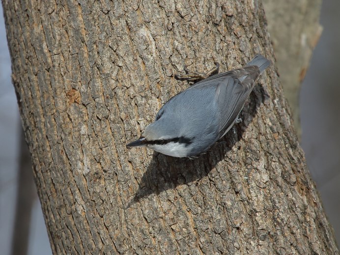 В Вельском районе летают такие птицы как свиристель,поползень?