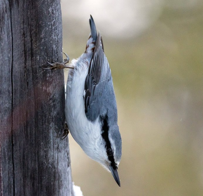 Домик для пищухи