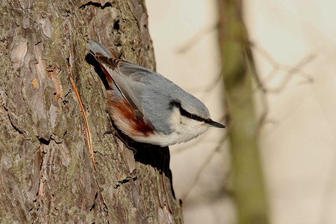 Черноголовый поползень
