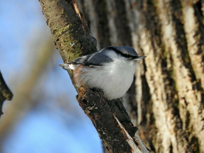Синичник для лазоревки