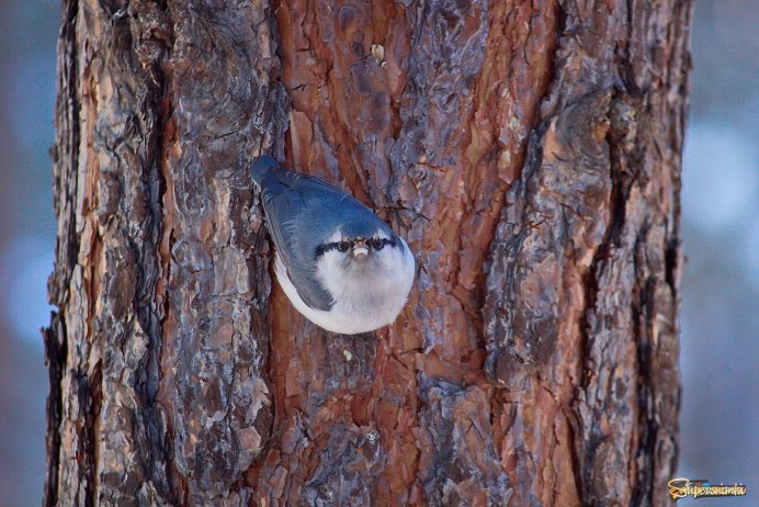 Поползень в скворечниках